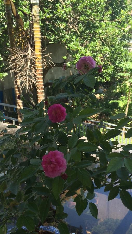 Hostel Phuong Nga ダラット エクステリア 写真